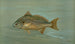 Le Kingfish Whiting ou Barb Mentichirrhus nebulosus - John L. Petrie — widok dzieła