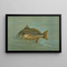 Le Kingfish Whiting ou Barb Mentichirrhus nebulosus - John L. Petrie — oprawiony obraz na ścianie