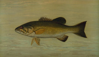 John L Petrie - The SmallMouthed Black Bass Micropterus dolomieu.webp