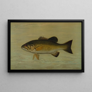 John L Petrie - The SmallMouthed Black Bass Micropterus dolomieu.webp