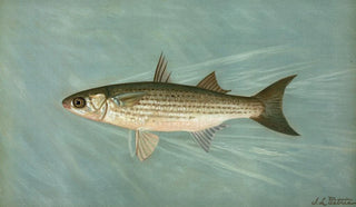 John L Petrie - The Unspotted Mascalonge of Wisconsin Lucius masquinongy.webp