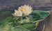 Nénuphar - John La Farge — widok dzieła