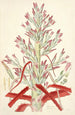 Collectanea botanica Pl01 - John Lindley — widok dzieła