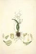 Collectanea botanica Pl02 - John Lindley — widok dzieła