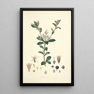 John Lindley - Collectanea botanica Pl03.webp