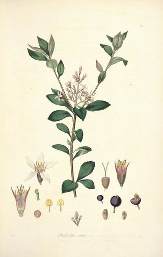 John Lindley - Collectanea botanica Pl03.webp