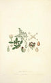 Collectanea botanica Pl04 - John Lindley — widok dzieła