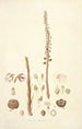 Collectanea botanica Pl05 - John Lindley — widok dzieła