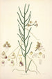 Collectanea botanica Pl06 - John Lindley — widok dzieła