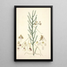 Collectanea botanica Pl06 - John Lindley — oprawiony obraz na ścianie