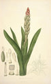 Collectanea botanica Pl08 - John Lindley — widok dzieła