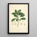Collectanea botanica Pl09 - John Lindley — oprawiony obraz na ścianie