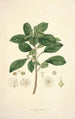 Collectanea botanica Pl09 - John Lindley — widok dzieła