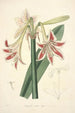 Collectanea botanica Pl12 - John Lindley — widok dzieła