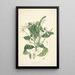 Collectanea botanica Pl13 - John Lindley — oprawiony obraz na ścianie