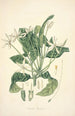 Collectanea botanica Pl13 - John Lindley — widok dzieła