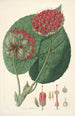 Collectanea botanica Pl14 - John Lindley — widok dzieła