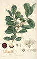 Collectanea botanica Pl16 - John Lindley — widok dzieła