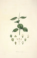 Collectanea botanica Pl17 - John Lindley — widok dzieła