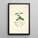 Collectanea botanica Pl17 - John Lindley — oprawiony obraz na ścianie