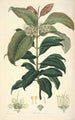 Collectanea botanica Pl18 - John Lindley — widok dzieła