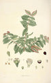 Collectanea botanica Pl19 - John Lindley — widok dzieła