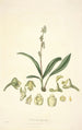 Collectanea botanica Pl20 - John Lindley — widok dzieła