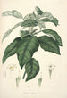 Collectanea botanica Pl21 - John Lindley — widok dzieła