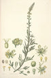 Collectanea botanica Pl22 - John Lindley — widok dzieła
