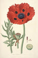 Collectanea botanica Pl23 - John Lindley — widok dzieła