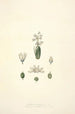 Collectanea botanica Pl24 - John Lindley — widok dzieła