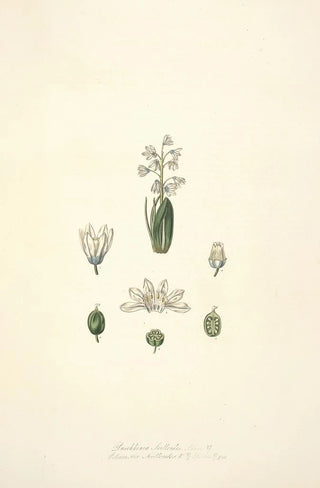 John Lindley - Collectanea botanica Pl24.webp