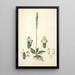 Collectanea botanica Pl25 - John Lindley — oprawiony obraz na ścianie