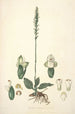 Collectanea botanica Pl25 - John Lindley — widok dzieła