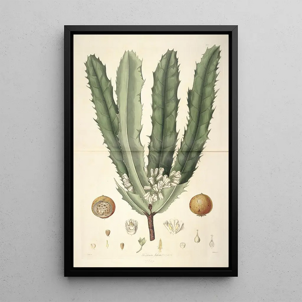 John Lindley - Collectanea botanica Pl26.webp