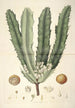 Collectanea botanica Pl26 - John Lindley — widok dzieła