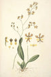 Collectanea botanica Pl27 - John Lindley — widok dzieła