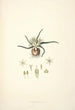 Collectanea botanica Pl28 - John Lindley — widok dzieła