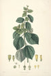 Collectanea botanica Pl29 - John Lindley — widok dzieła