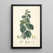 Collectanea botanica Pl29 - John Lindley — oprawiony obraz na ścianie