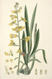Collectanea botanica Pl31 - John Lindley — widok dzieła