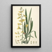 Collectanea botanica Pl31 - John Lindley — oprawiony obraz na ścianie