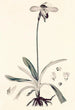 Collectanea botanica Pl32 - John Lindley — widok dzieła