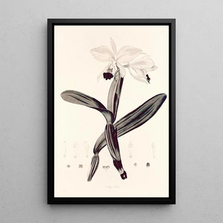 John Lindley - Collectanea botanica Pl33.webp