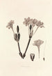 Collectanea botanica Pl34 - John Lindley — widok dzieła