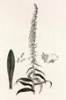 Collectanea botanica Pl35 - John Lindley — widok dzieła