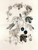 Collectanea botanica Pl. 36 - John Lindley — widok dzieła