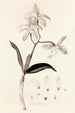 Collectanea botanica Pl37 - John Lindley — widok dzieła