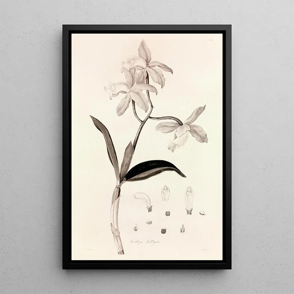 John Lindley - Collectanea botanica Pl37.webp