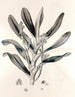 Collectanea botanica Pl. 38 - John Lindley — widok dzieła
